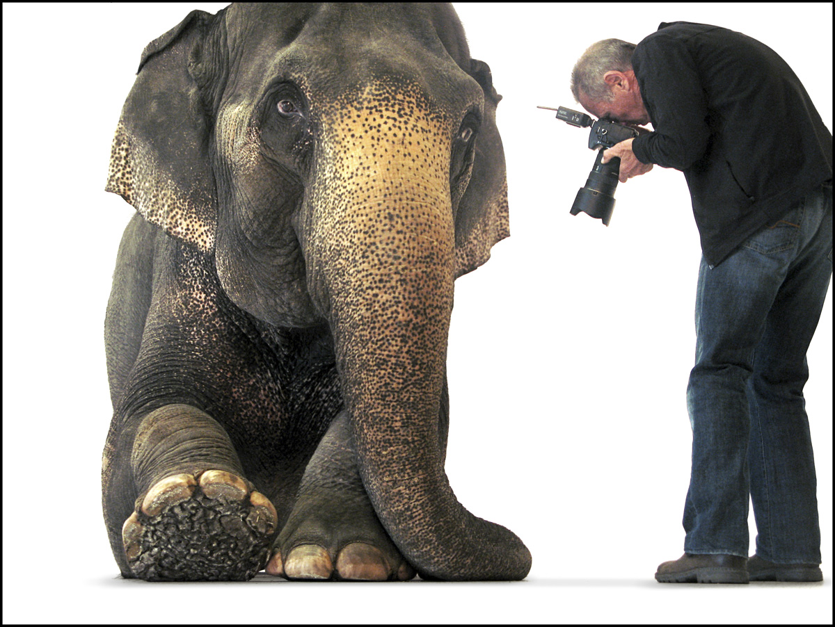 Steve Grubman Photography Elephant photo